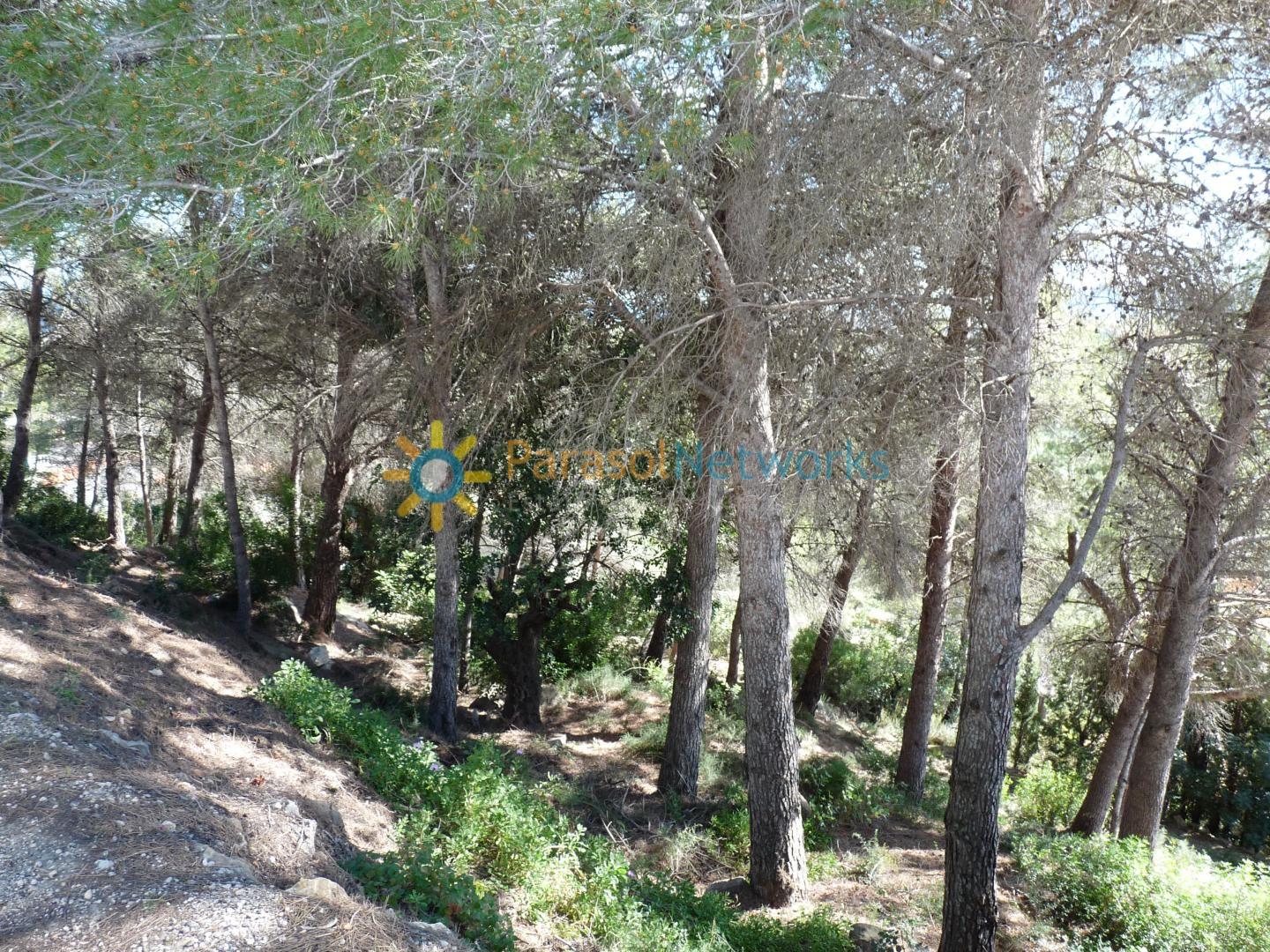 Parcela en Venta en Oliva