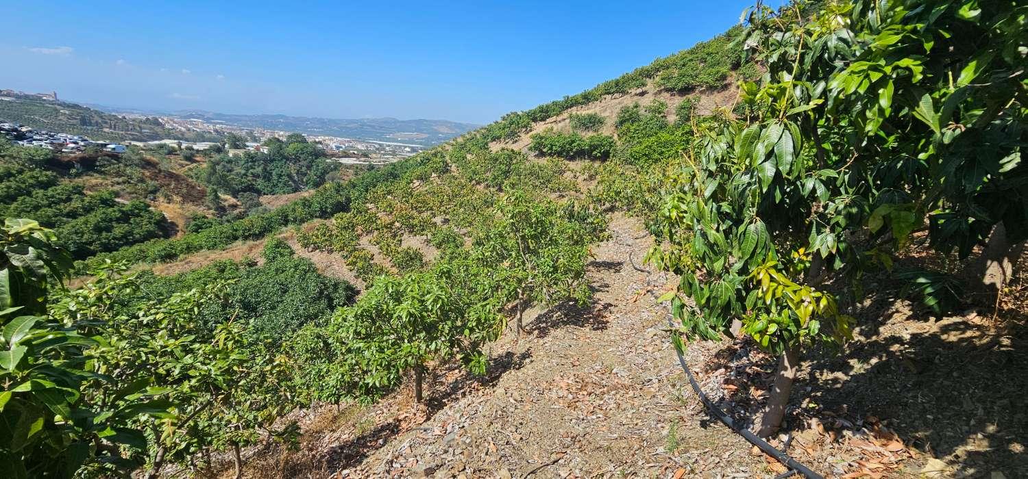 Finca en Venta en Vélez-Málaga
