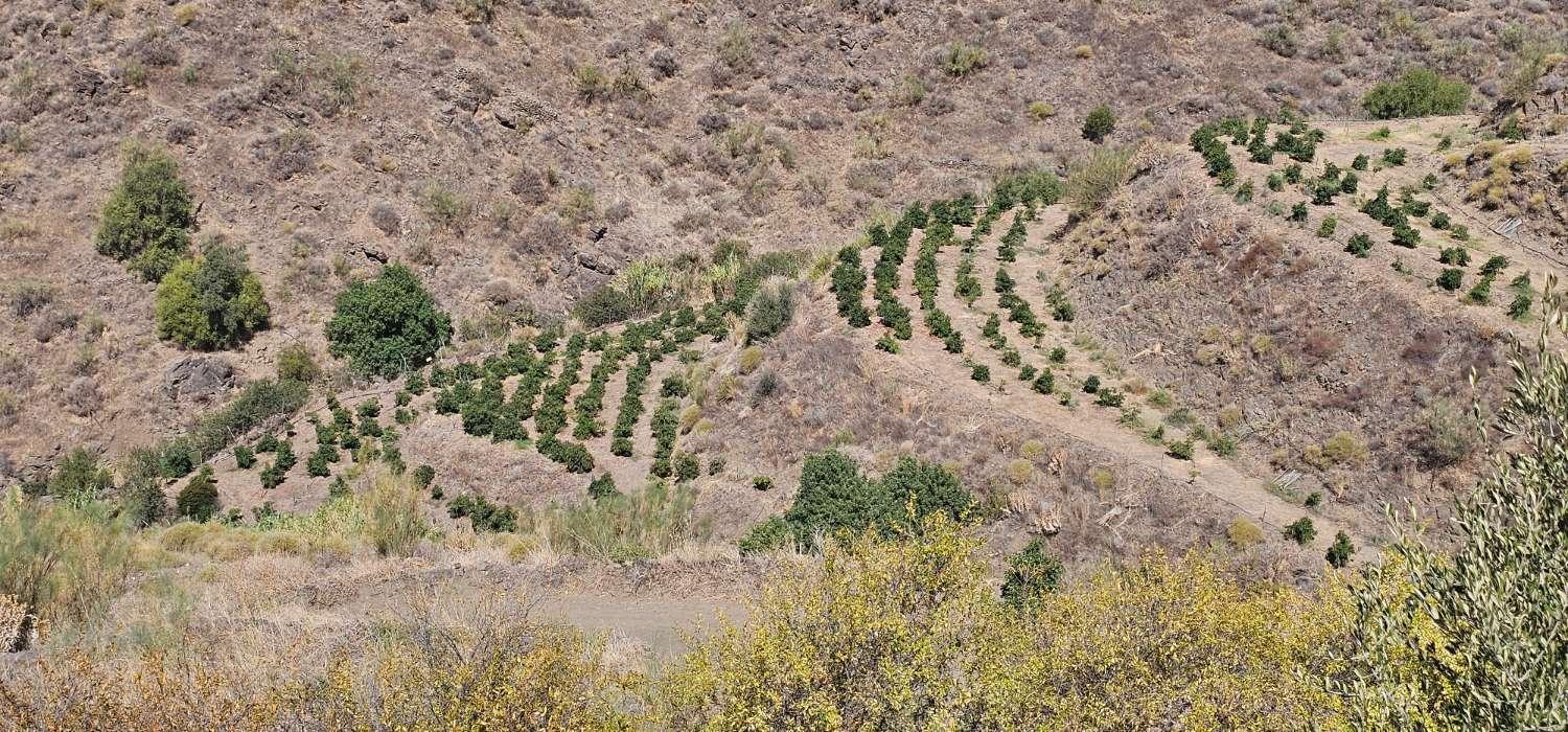 Finca en Venta en Vélez-Málaga