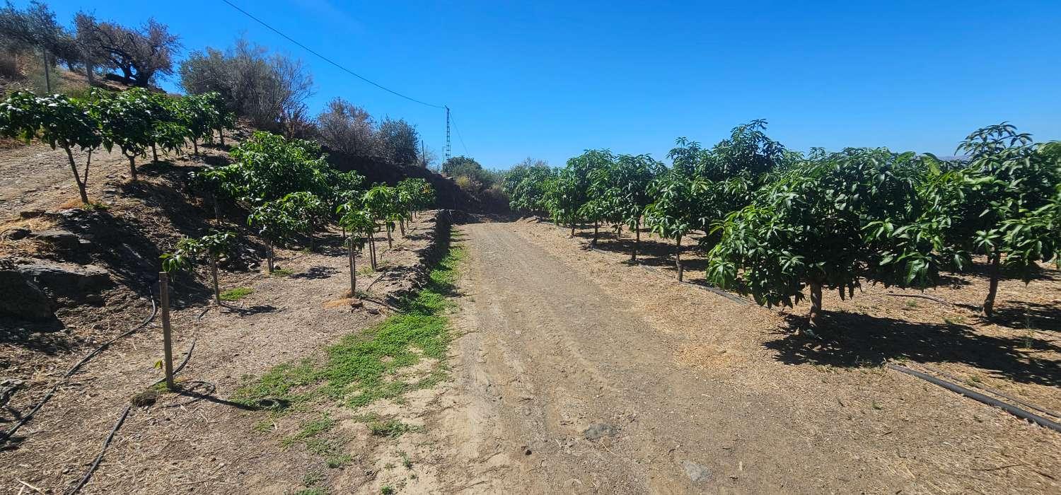 Finca en Venta en Vélez-Málaga