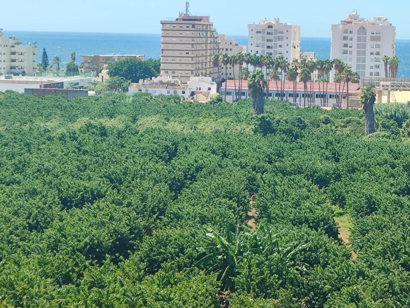 Flat for Rent in Almuñécar