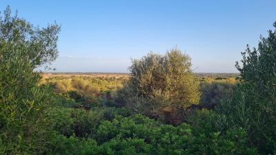 Solar en venta en Santanyí - 74655
