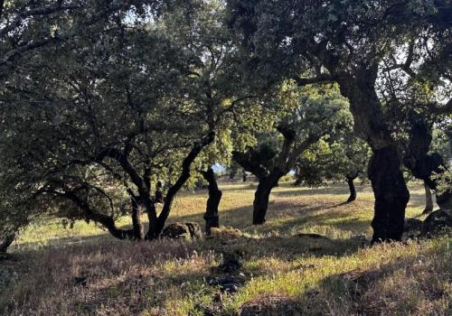 Finca zum verkauf in Valencia de Alcántara - FIN_201