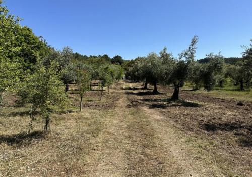 Finca zum verkauf in Valencia de Alcántara - FIN_189