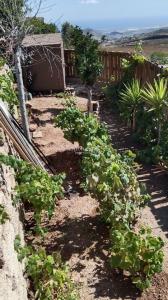 Finca te koop in Charco del Pino, Granadilla de Abona - 6513EX Finca te koop in Charco del Pino, Granadilla de Abona - 6513EX