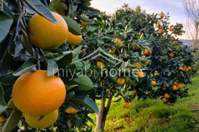 Country property for sale in Moya - MB25H83