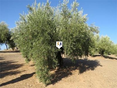 Plot for sale in Alcaudete - PL273 Plot for sale in Alcaudete - PL273