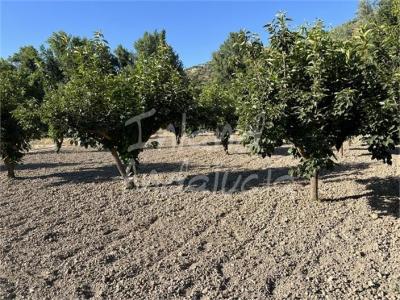 Finca en venta en Castillo de Locubín - FI322