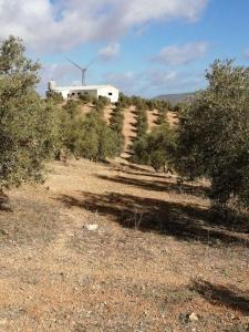 Maatila myytävänä Sierra de Yeguas - 3443-V Maatila myytävänä Sierra de Yeguas - 3443-V