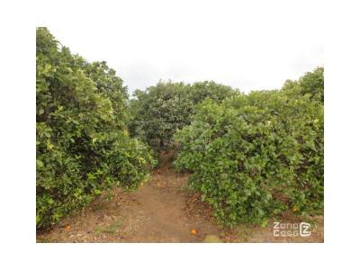 Country property for sale in Polinyà de Xúquer - FIN_1355 Country property for sale in Polinyà de Xúquer - FIN_1355