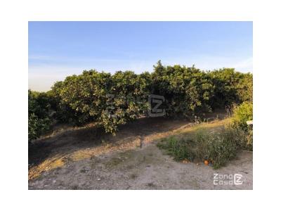 Finca zum verkauf in Algemesí - FIN_1388