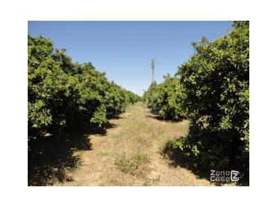 Finca zum verkauf in Albuixarres, Alzira - FIN_1354