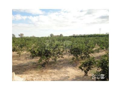 Finca zum verkauf in Urbanitzacions i Pedanies Sud, Alzira - FIN_1413