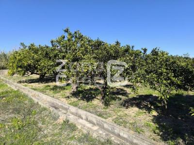 Finca zum verkauf in Carcaixent - FIN_1425