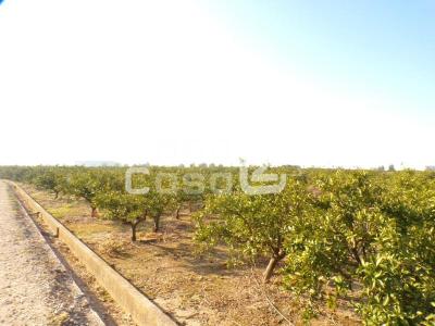 Finca zum verkauf in Algemesí - FIN_1429