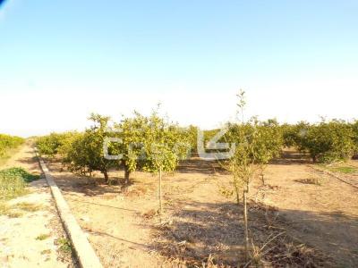 Finca zum verkauf in Algemesí - FIN_1429