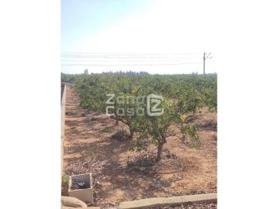 Finca zum verkauf in Algemesí - FIN_1432