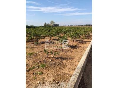 Finca zum verkauf in Algemesí - FIN_1432