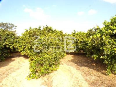 Finca zum verkauf in Carcaixent - FIN_1466
