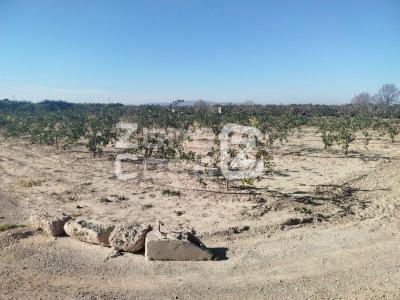 Finca zum verkauf in Algemesí - FIN_1229