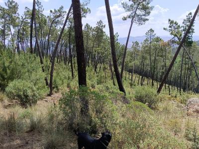 Country property for sale in Monesterio - 00652