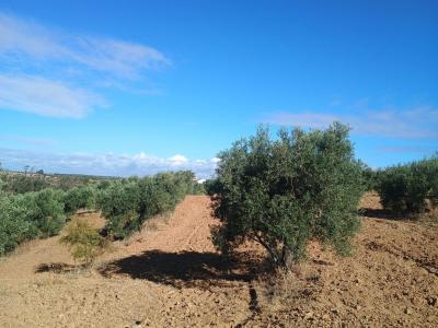 Plot for sale in Niebla - 14287-MLZ