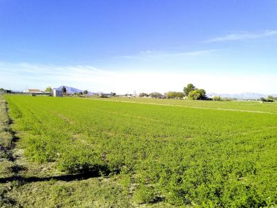 Bouwgrond te koop in Dolores - P-2251 Bouwgrond te koop in Dolores - P-2251