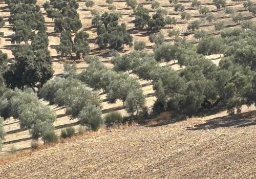 Parcelle à vendre à Antequera - 7473-ARV