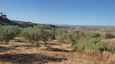 هويركال-أوفيرا شمسي للبيع - V-1265-1311-DRV- FINCA RUSTICA