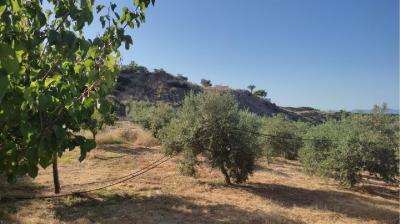 هويركال-أوفيرا عزبة للبيع - V-1265-1310-DRV- FINCA RUSTICA