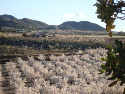 La Hoya-Almendricos-Purias عزبة للبيع - AG19MLSC4925577