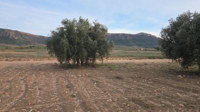 Building-site for sale in Jumilla - AG19MLSC1003234 Building-site for sale in Jumilla - AG19MLSC1003234