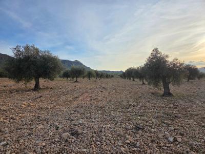 Building-site for sale in Jumilla - AG19MLSC6917788 Building-site for sale in Jumilla - AG19MLSC6917788