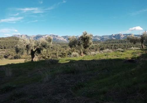 Parcela en venta en Lledó - 5 INSO 1665 Parcela en venta en Lledó - 5 INSO 1665