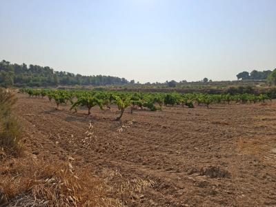 Finca en venta en Nonaspe - vinyabatea Finca en venta en Nonaspe - vinyabatea