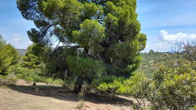 Finca en venta en Génave - 192