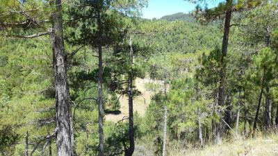 Finca en venta en Siles - 199
