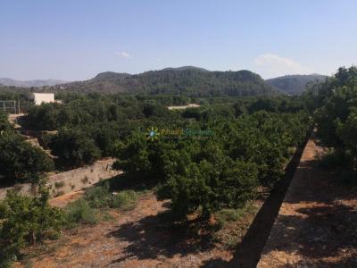 Plot for sale in Oliva pueblo - PNPT267