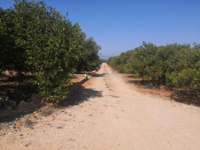 Plot for sale in Oliva pueblo - PNPT267