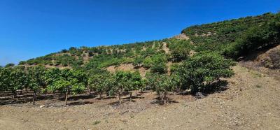 出售农场Camino Algarrobo - Las Arenas - FIVE