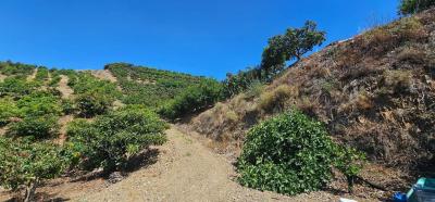 出售农场Camino Algarrobo - Las Arenas - FIVE