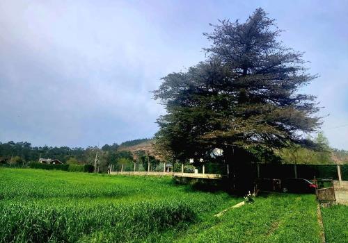Plots in Asturias