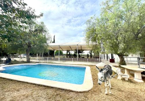 Properties in Orihuela