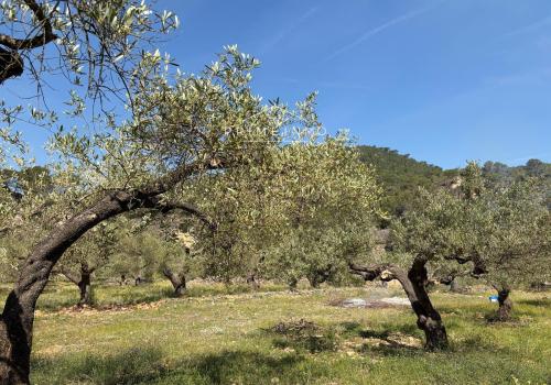 Properties in L' Ametlla de Mar