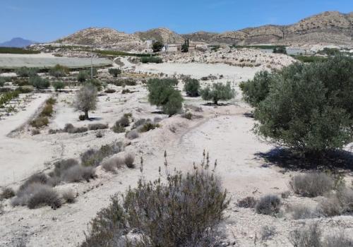 Properties in Molina de Segura