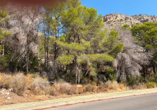 Plots in Alicante