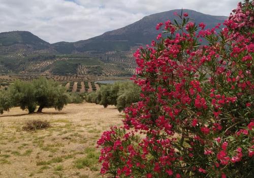 Lands in Jaén
