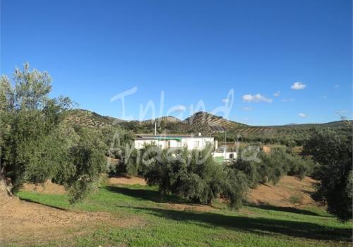 Properties in Martos