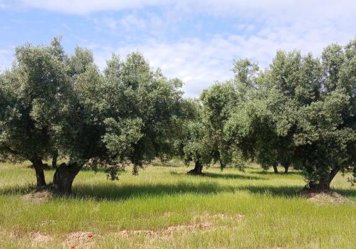 Lands in Teruel