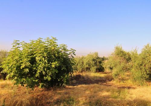 Venta en Alhaurín de la Torre